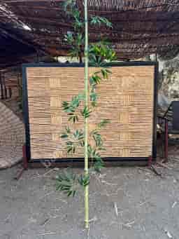 Bambu Ürünler