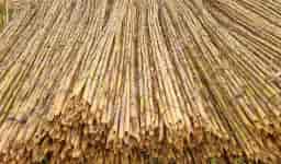 Bambu, Kargı ve Saz Kamış Çit Farkları