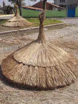 Bambu Şemsiye