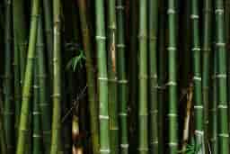 Bambu Nedir?