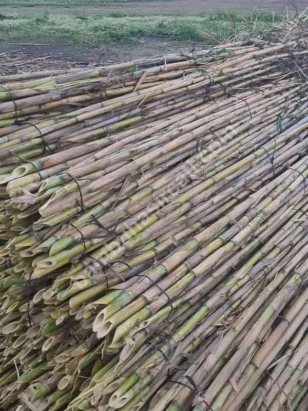 Bambu Çubukları