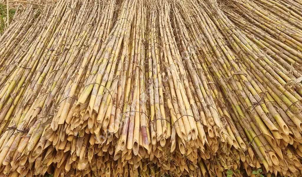 Bambu, Kargı ve Saz Kamış Çit Farkları