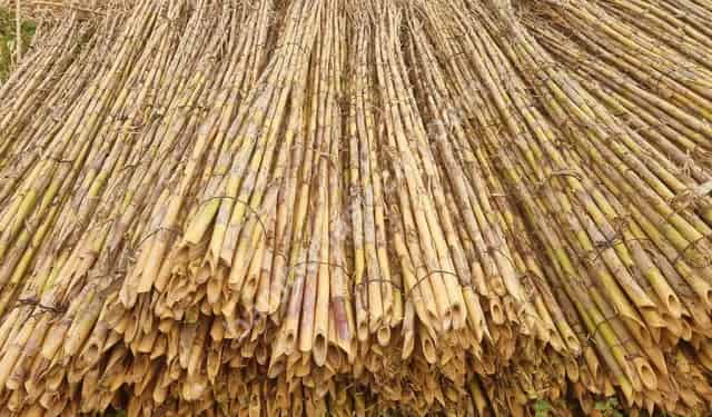 Bambu, Kargı ve Saz Kamış Çit Farkları