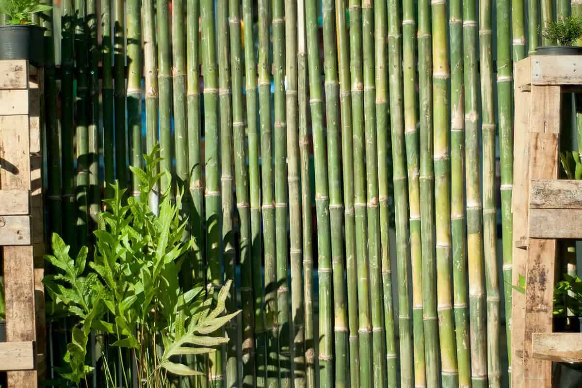 Bambu Nedir?