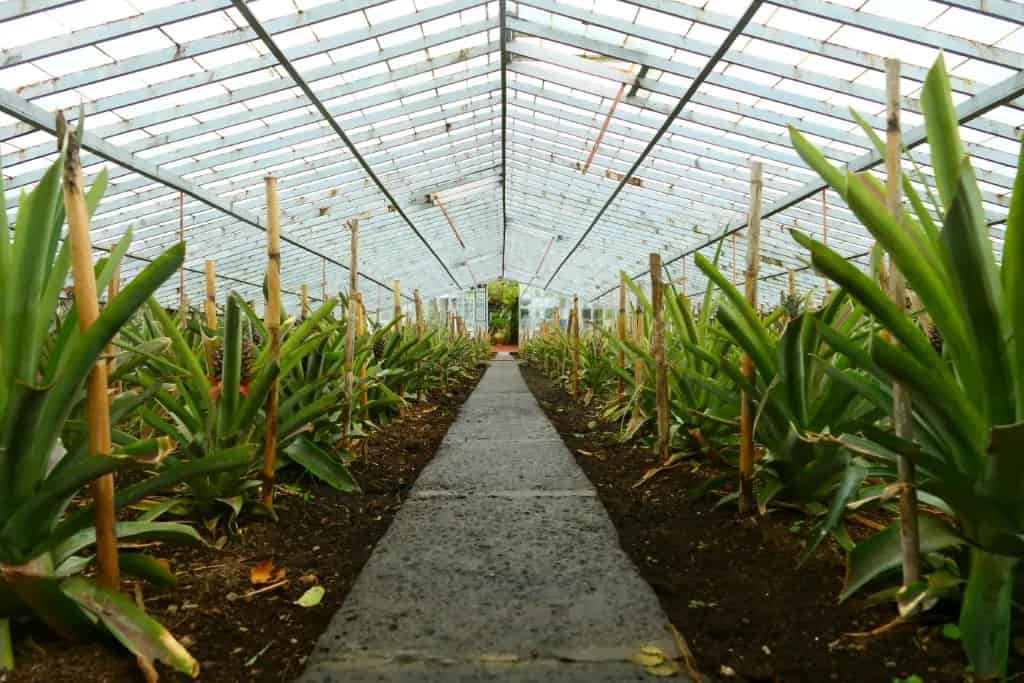 Doğal Bitki Destek Çubukları