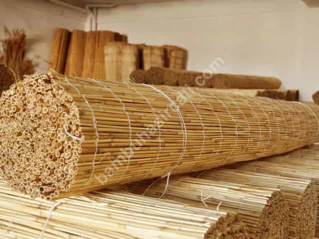 Saz Kamışı