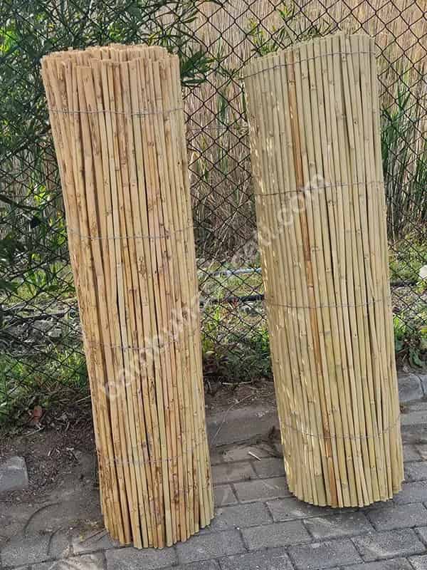 Bambu Kamış