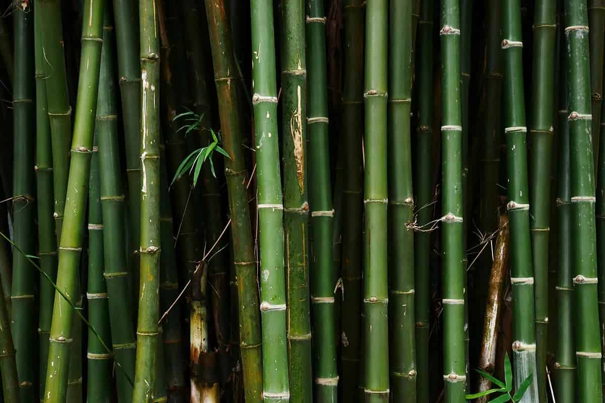Bambu Nedir?