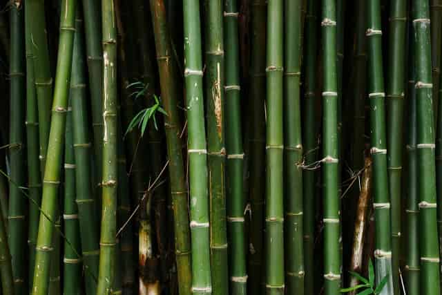 Bambu Nedir?