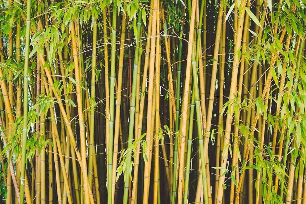 Bambu Nedir?