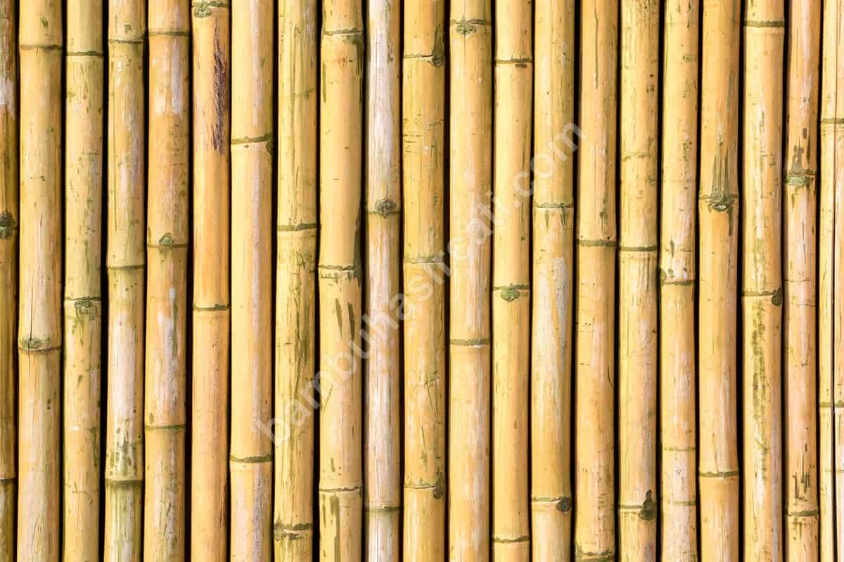 Bambu, Kargı ve Saz Kamış Çit Farkları