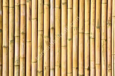 Bambu, Kargı ve Saz Kamış Çit Farkları