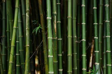Bambu Nedir?