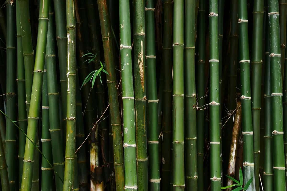 Bambu Nedir?