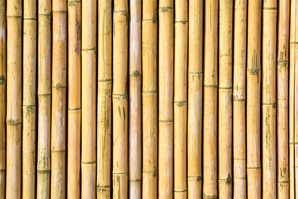 Kargı