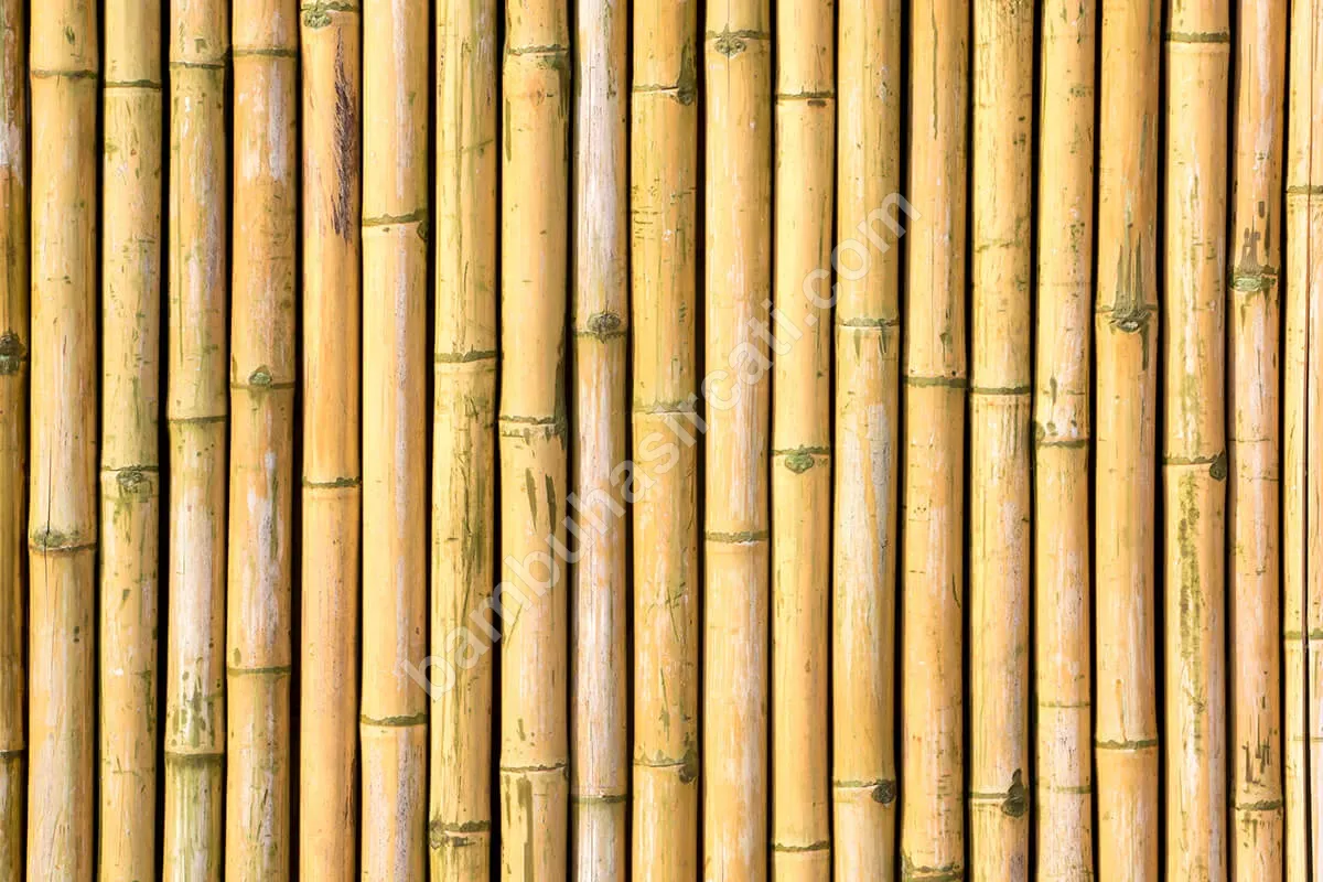 Bambu,