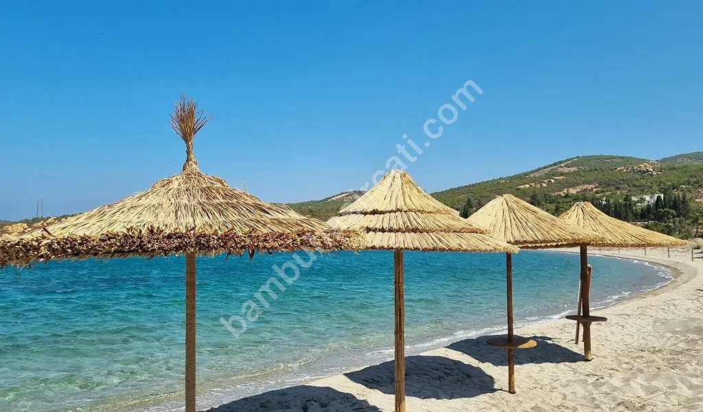 Kamış Kamış