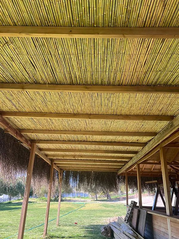 Bambu