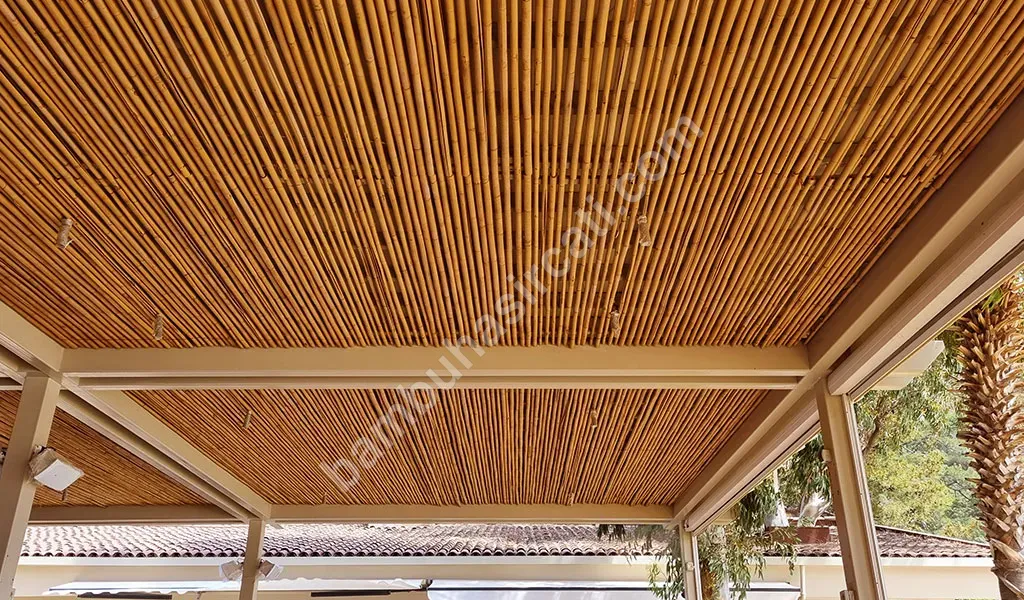 Bambu