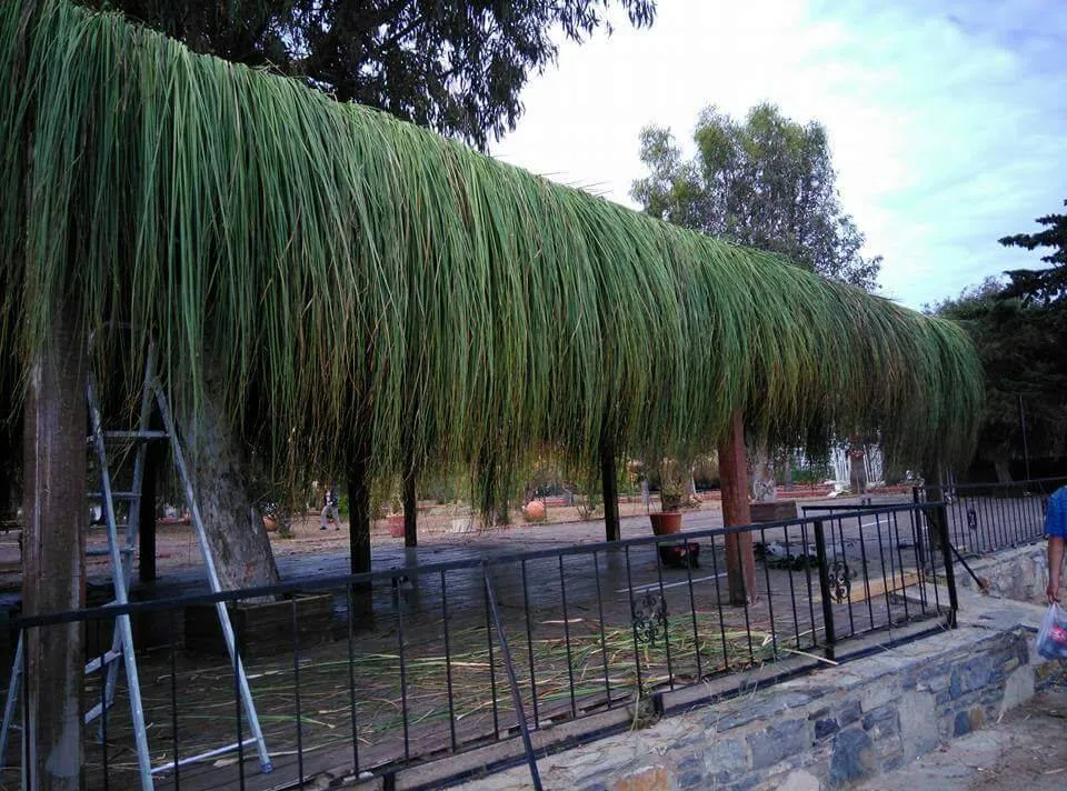 Saçaklı