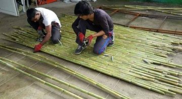 Sera Destek Bambu Kamışı